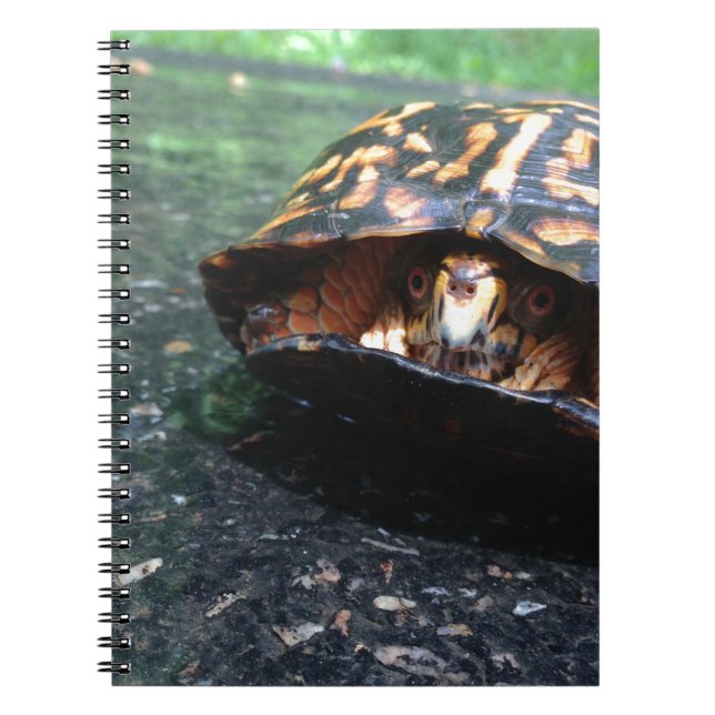Cuaderno Tortuga de caja (Frente)