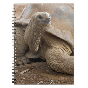 Cuaderno Tortuga de las Seychelles Aldabran