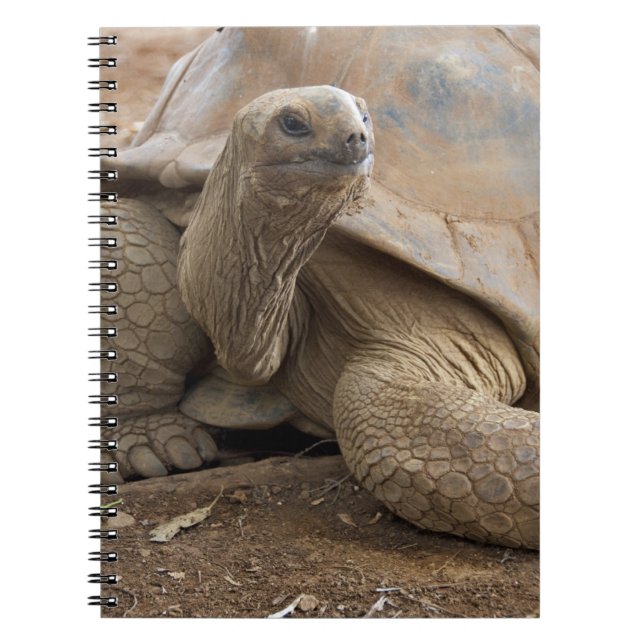 Cuaderno Tortuga de las Seychelles Aldabran (Frente)