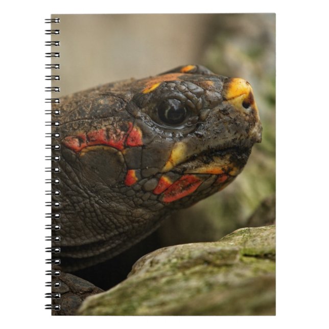Cuaderno Tortuga de pie rojo (Frente)