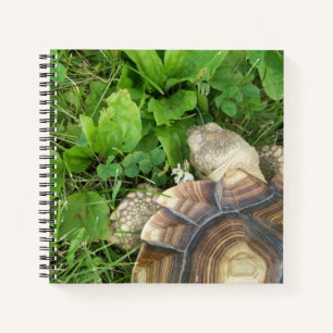 Cuaderno Tortuga de Sulcata vista desde arriba sobre el cé
