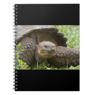 Cuaderno Tortuga gigante