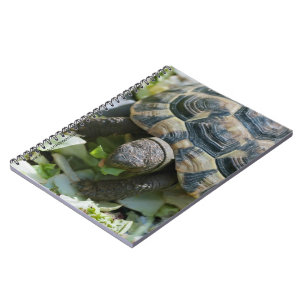 Cuaderno Tortuga linda