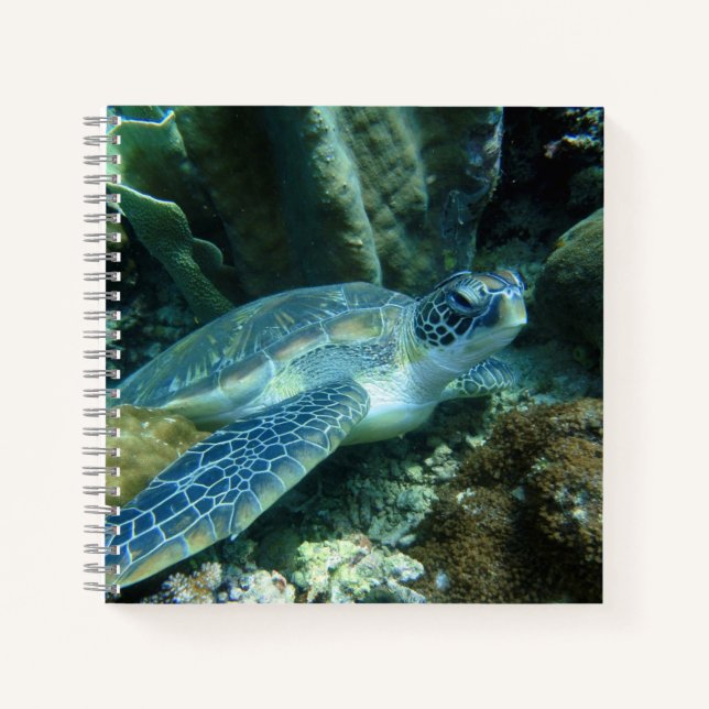 Cuaderno Tortuga marina en foto (Anverso)