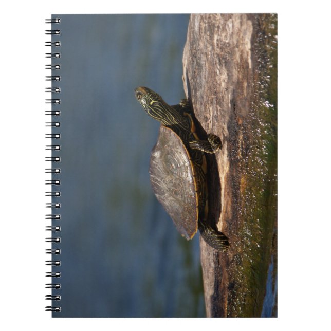 Cuaderno Tortuga pintada en un tronco (Frente)