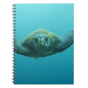 Cuaderno Tortuga Verde (Chelonia mydas agassisi), Central