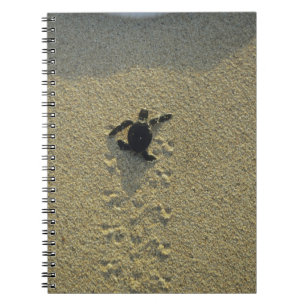 Cuaderno Tortuga Verde, (Chelonia mydas), cría