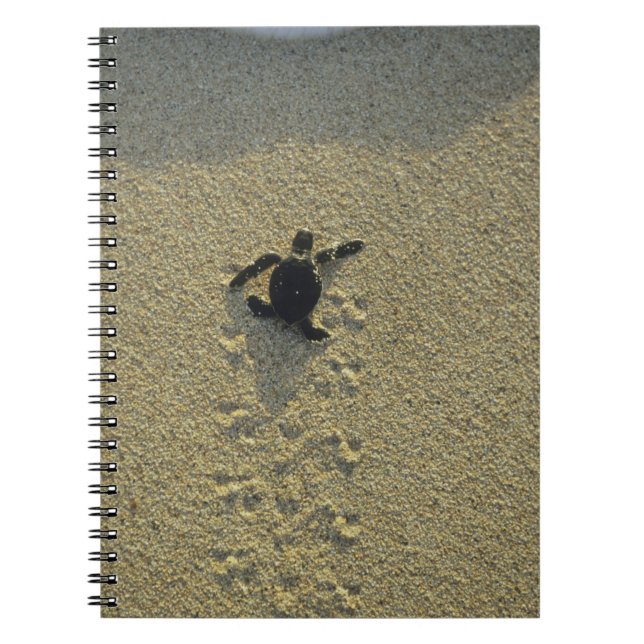 Cuaderno Tortuga Verde, (Chelonia mydas), cría (Frente)