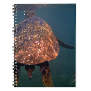 Cuaderno Tortugas de mar de Hawái