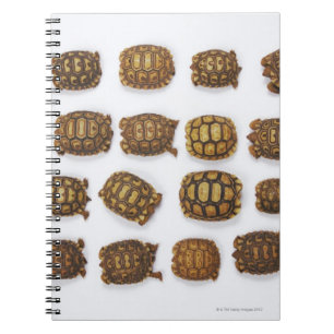 Cuaderno Tortugas del bebé dispuestas en filas