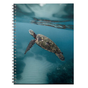 Cuaderno Tortugas marinas y reptiles Fotografía de animales