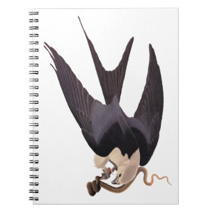 Cuaderno Tragar el halcón de cola con el Audubon de la vend