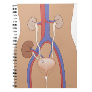 Cuaderno Trasplante de riñón