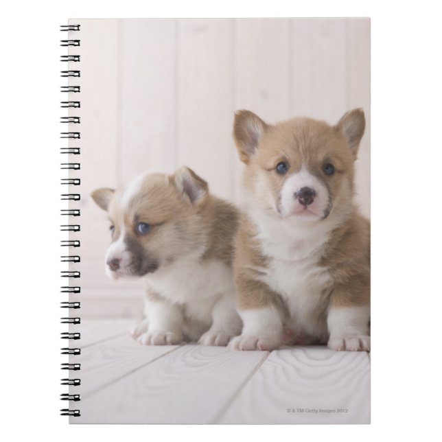 Cuaderno Tres Corgi galés (Frente)
