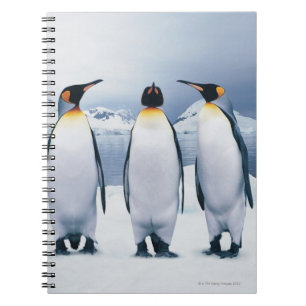 Cuaderno Tres pingüinos del rey