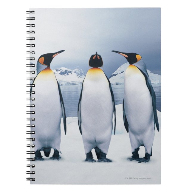 Cuaderno Tres pingüinos del rey (Frente)