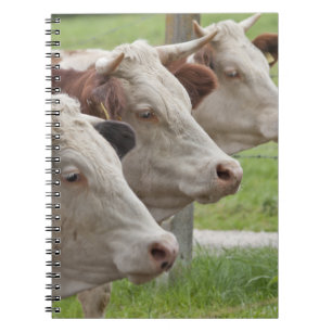 Cuaderno Tres vacas en un bloc de notas de fila