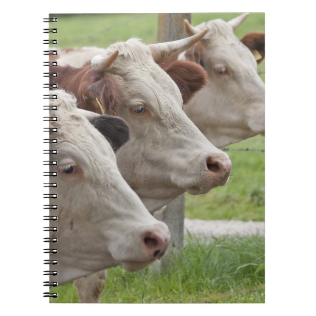 Cuaderno Tres vacas en un bloc de notas de fila (Frente)