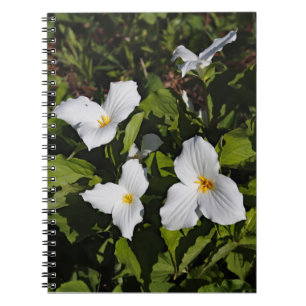 Cuaderno Trillium grandiflorum, la península superior de Mi