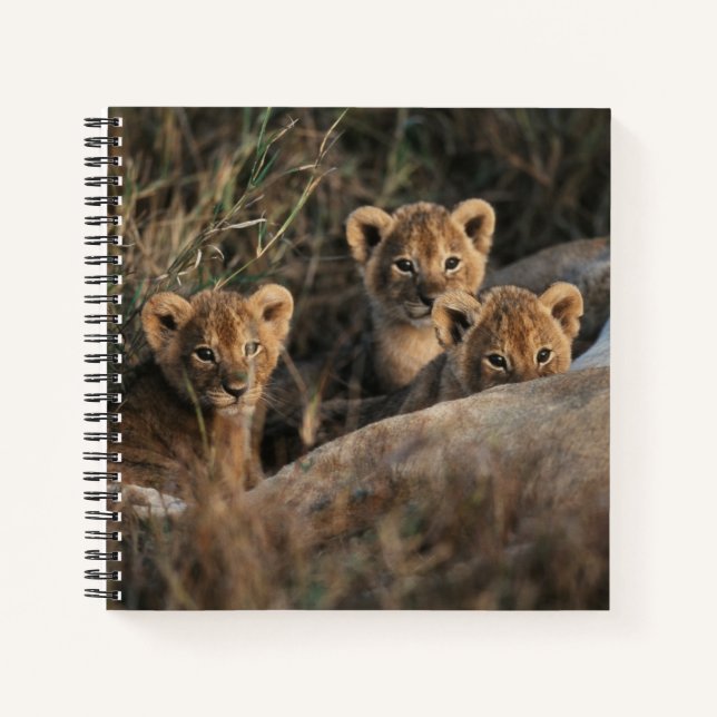 Cuaderno Trío de cachorros de león con su madre (Anverso)