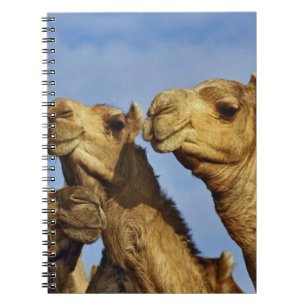 Cuaderno Trío de camellos, mercado de camellos, El Cairo, E