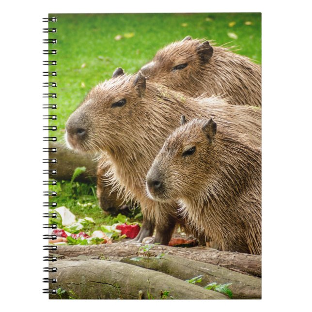 Cuaderno Trío de Capibara (Frente)