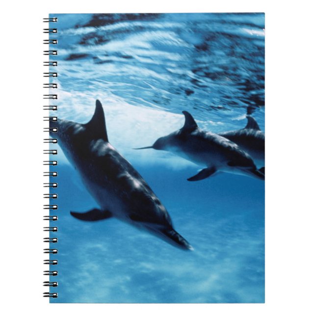 Cuaderno Trío de delfines (Frente)