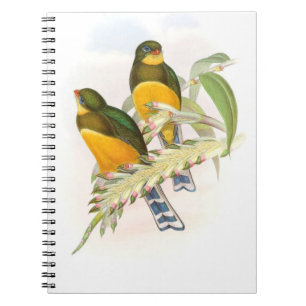 Cuaderno Trogón de Macklot,