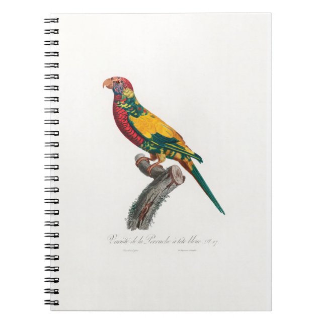 Cuaderno tropical macaw parrot (Frente)