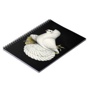 Cuaderno Trumpeter Pigeon White