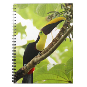 Cuaderno Tucán exótico de Swainson