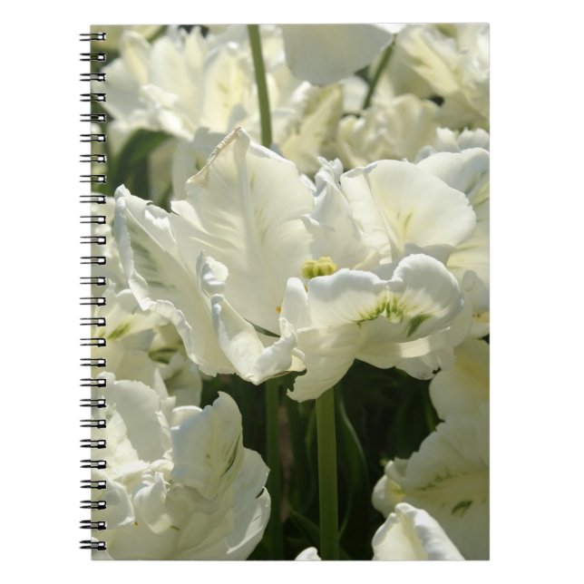 Cuaderno Tulila el blanco (Frente)
