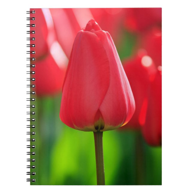 Cuaderno Tulip Rojo (Frente)