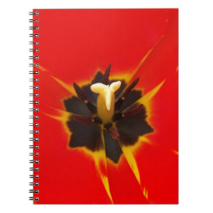 Cuaderno tulipán amarillo rojo