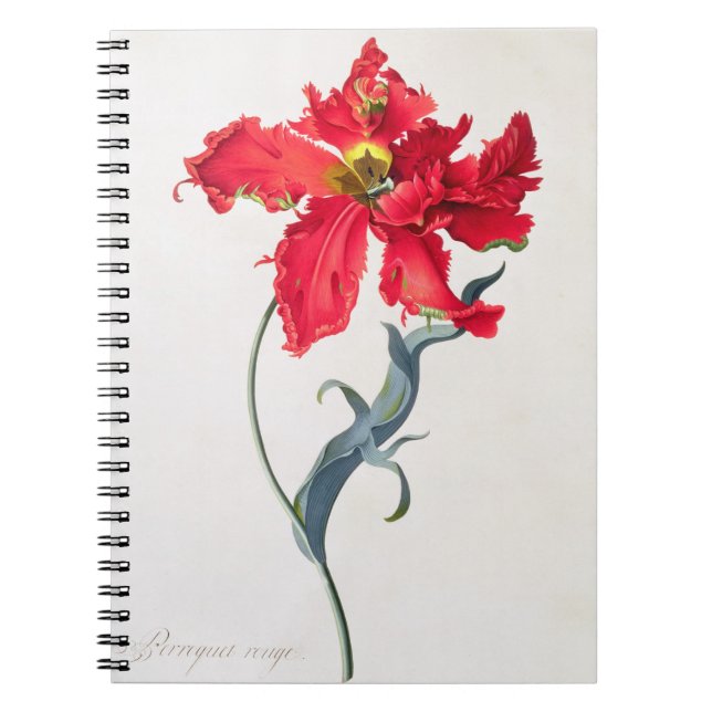 Cuaderno Tulipán: Colorete de Perroquet (Frente)