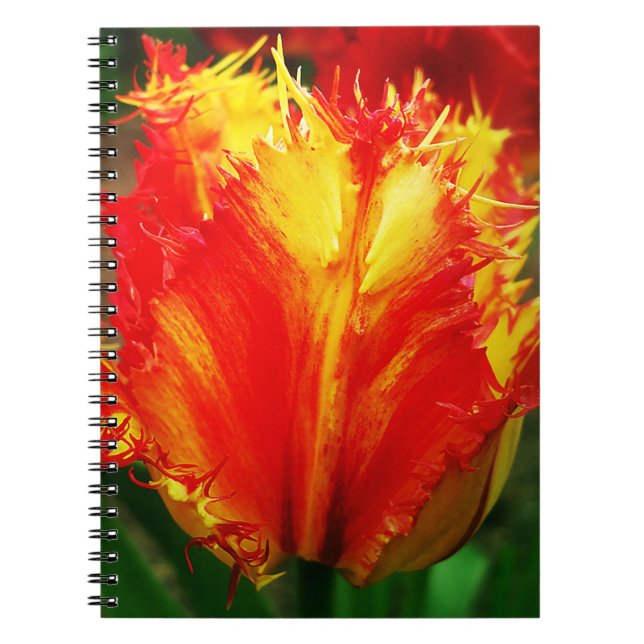 Cuaderno Tulipán Curly De Cierre Rojo Y Amarillo (Frente)