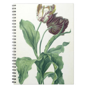 Cuaderno Tulipán del jardín, de la "ópera Botanica",