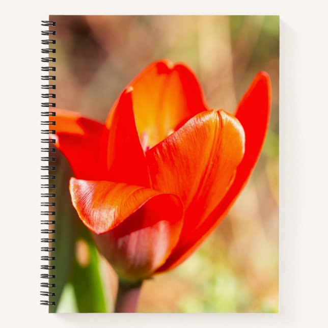 Cuaderno Tulipán Rojo (Anverso)