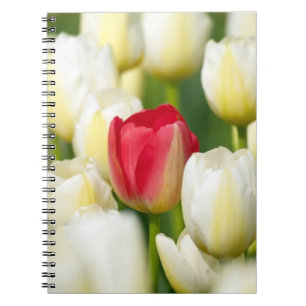 Cuaderno Tulipán rojo en un campo de los tulipanes blancos