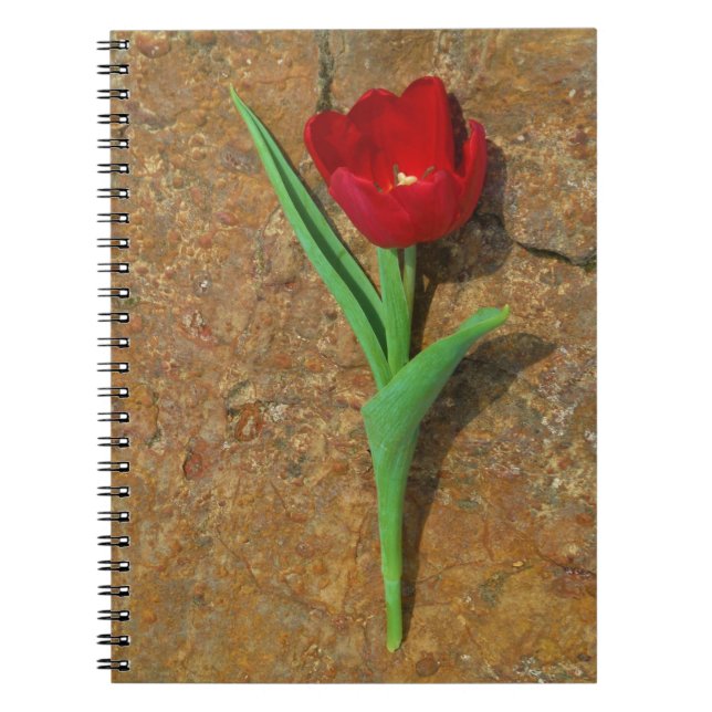Cuaderno Tulipán rojo y amarillo (Frente)