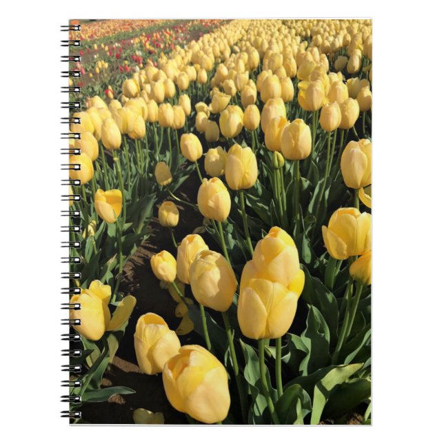 Cuaderno Tulipanes amarillos en un campo, Oregón (Frente)