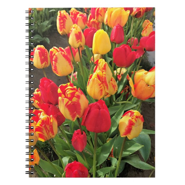 Cuaderno Tulipanes amarillos y rojos (Frente)
