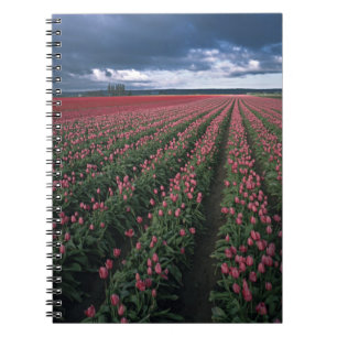 Cuaderno Tulipanes brillantes rosados y rojos brillan bajo 