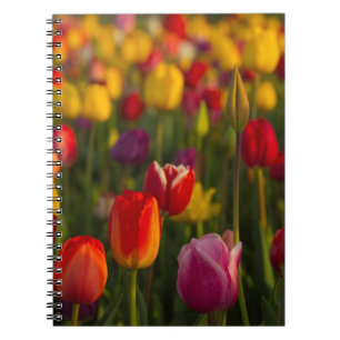 Cuaderno Tulipanes, Festival de Tulipanes, Woodburn, Oregon