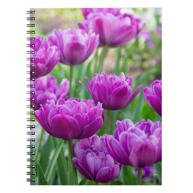 Cuaderno Tulipanes lilacos brillantes en un día soleado (Frente)