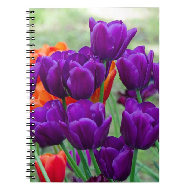 Cuaderno Tulipanes morados en un día soleado en el jardín (Frente)
