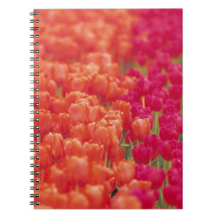 Cuaderno Tulipanes naranja y rosa