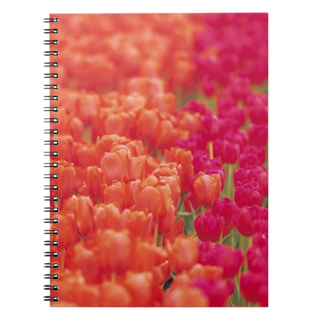 Cuaderno Tulipanes naranja y rosa (Frente)