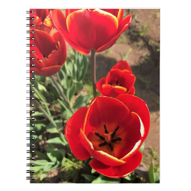 Cuaderno Tulipanes rojos internos (Frente)