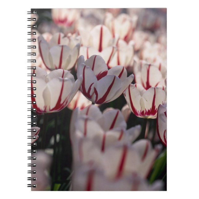 Cuaderno Tulipanos (Frente)